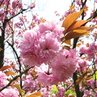 Cotswolds and the Evesham Blossom Trail