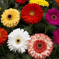 RHS Malvern  Spring Flower Show