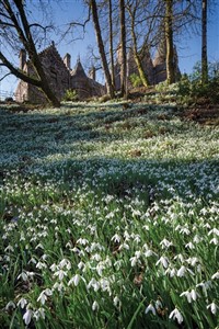 Scottish Snowdrop Spectacular drinks Inclusive